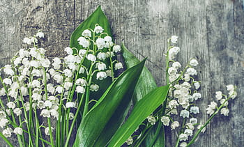 Lily Of The Valley - Crystal Healing Candle