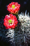 Baja Cactus Blossom - Crystal Healing Candle